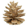 Photograph of 1.5" Blue Pine Bleached 50/pk