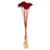 Photograph of 24" Red Yarrow Achillea Parker 2 oz.