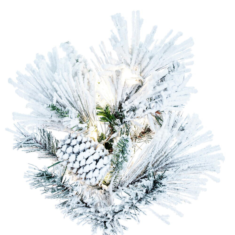 pine  Pinus pinea 13 AM219 Archmodels | Evermotion