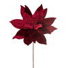 Photograph of 21.5" Burgundy Poinsettia 18" Flwr 2/Bag