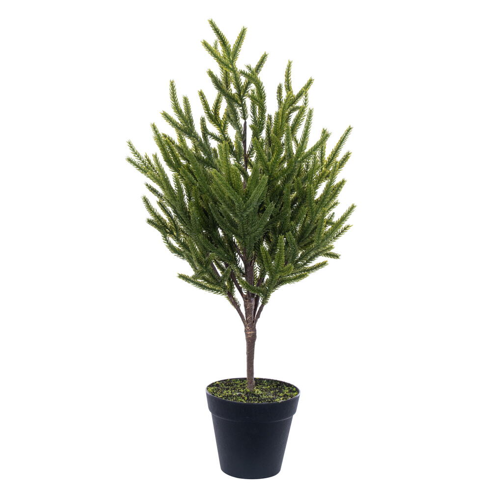 RS240322 - Norfolk Pine Potted Christmas Tree | Vickerman