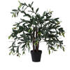 Photograph of 30"  Olive Tree in Pot