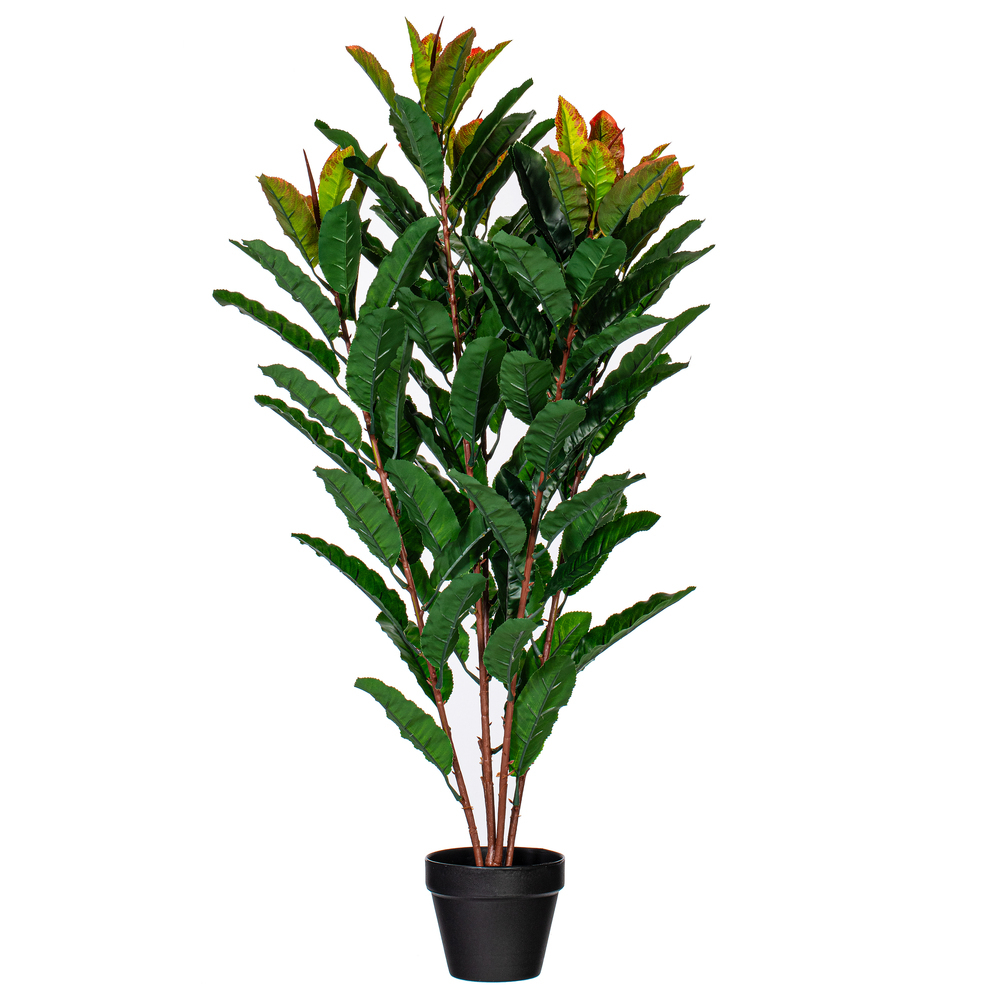 TA181434 - Myrtle Everyday Bush | Vickerman