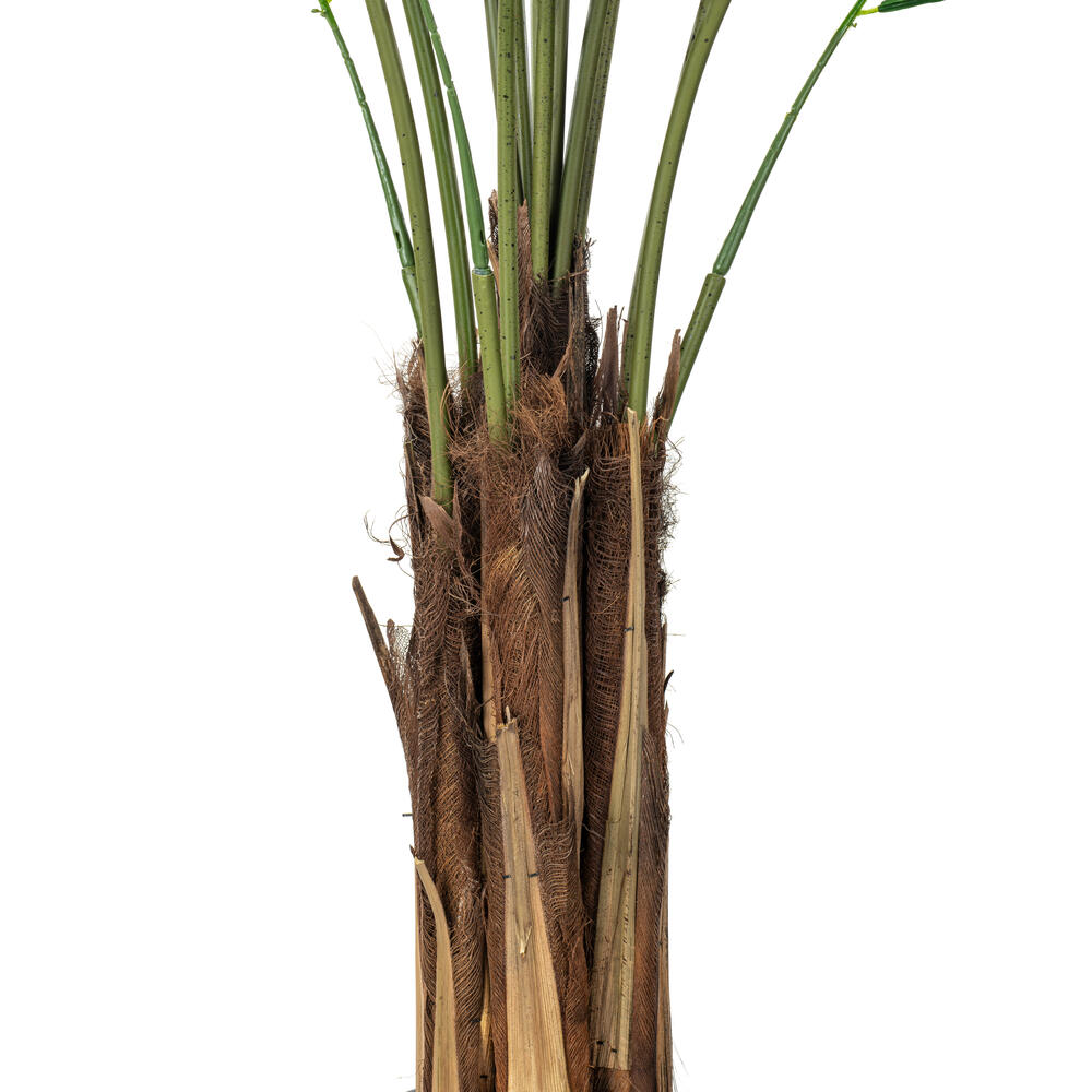 Palm tree14 14 Foot Phoenix Palm Tree with Metal Plate | Autograph Foliages