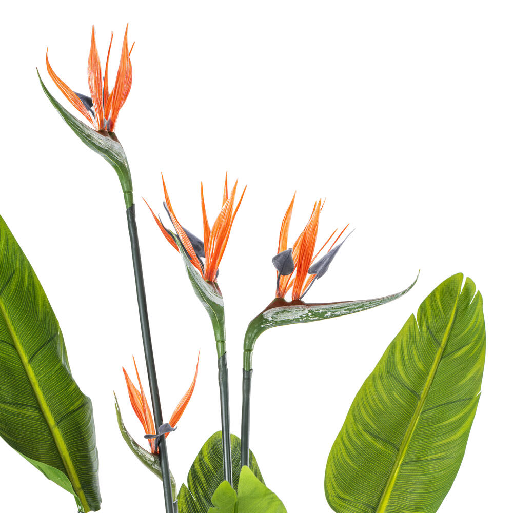 vitamin RHirotaka bird of paradise 51BpPu0XMxL._UF350,350_QL80_.jpg