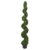 Photograph of 6' Boxwood Spiral In Pot UV 