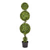 Photograph of 5' Boxwood Triple Ball in Pot UV