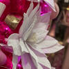 Embrace Pink Christmas
