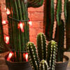 Desert Decor