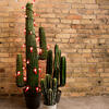 Desert Decor