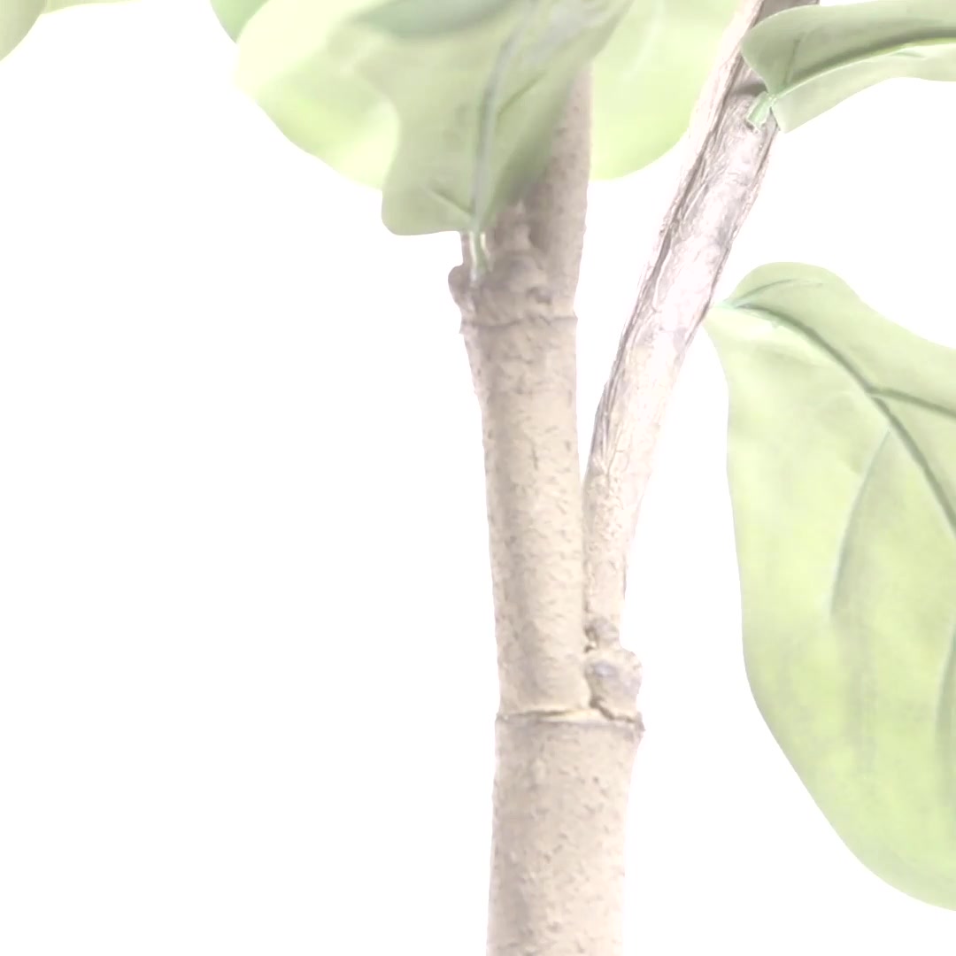 とうふ　イスラエル２０鉢 Buy Best Anthurium Andraeanum (Zizou Purple) Plant | Tumbleweed Plants