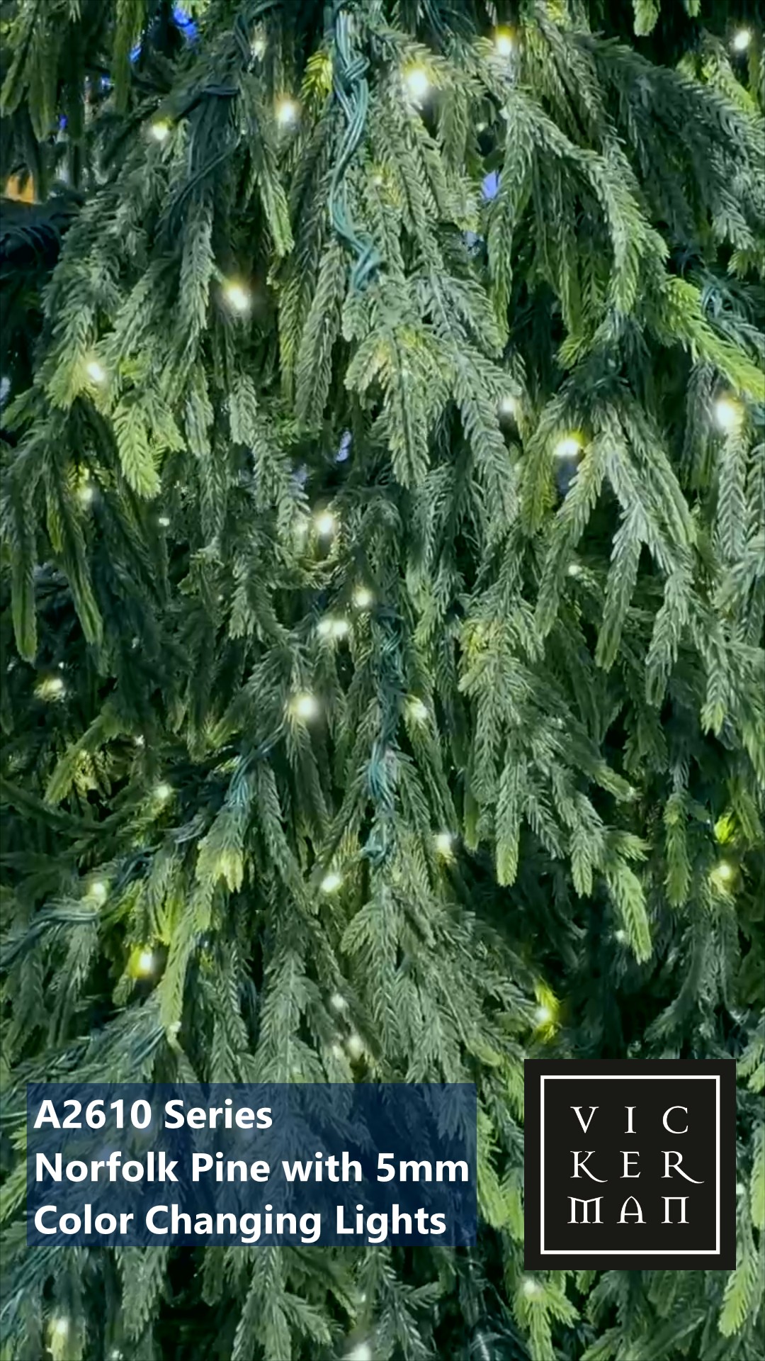 A261083LEDCC - Norfolk Pine Christmas Tree | Vickerman