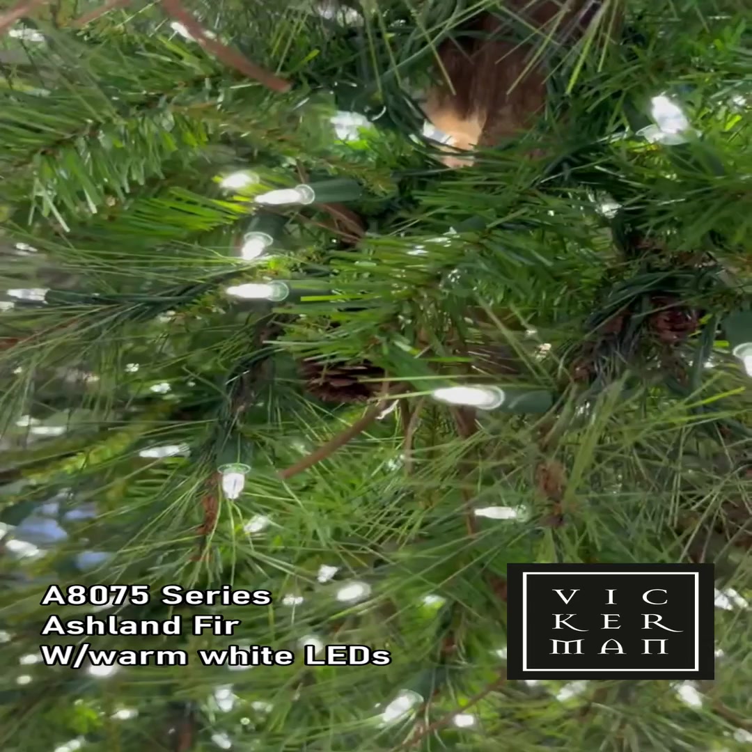 A807561LED - Ashland Fir Tree Christmas Tree | Vickerman