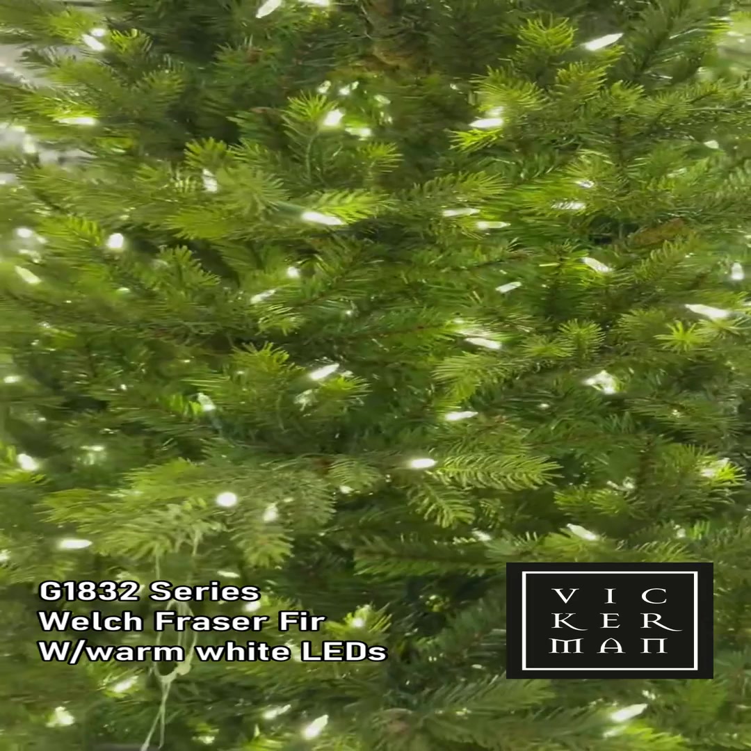 ひかり G183281LED - Welch Frasier Fir Christmas Tree | Vickerman